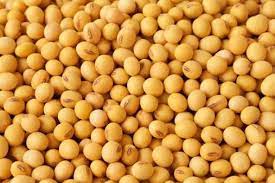 Soybean